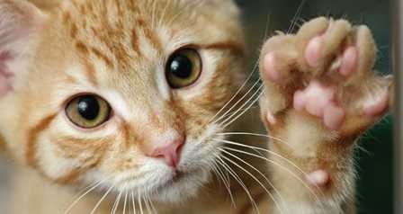 В Нью-Йорке могут запретить негуманную процедуру удаления когтей у котов