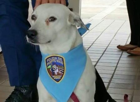 В Пуэрто-Рико бездомный пес нашел работу в полицейском участке