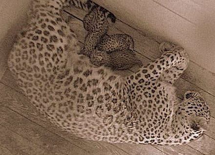 Читать В Сочи в День России родились три детеныша редкого леопарда