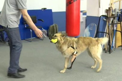 В Мытищах псу-инвалиду сделали протез, как у участников Паралимпийских игр