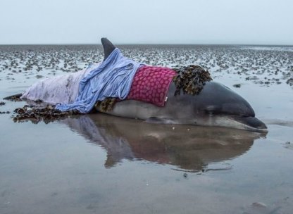 Ошибка навигатора привела к счастливому спасению дельфина