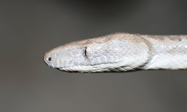 На Багамах нашли новый вид змей - серебряного удава