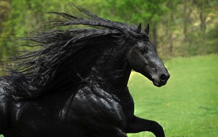 Фридрих - самый красивый конь в мире