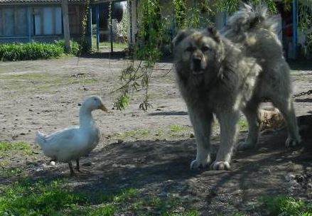 Читать В Курской области пес и селезень живут в одной будке