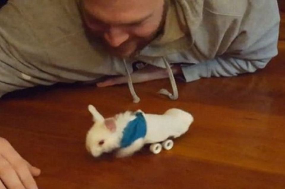 Читать Кролик с парализованными лапками научился ездить на маленьком скейте