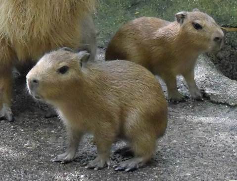Читать В зоопарке Нагасаки родились пять детенышей капибары
