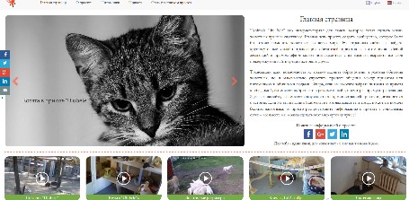 Читать В странах Балтии запущен новый проект: онлайн-трансляции из приютов для животных