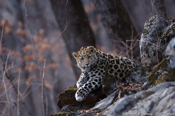 Читать WWF рассказал о том, сколько диких кошачьих обитают на Российской территории