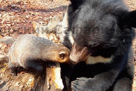 Читать В сафари-парке Приморья подружились медвежонок и барсучиха