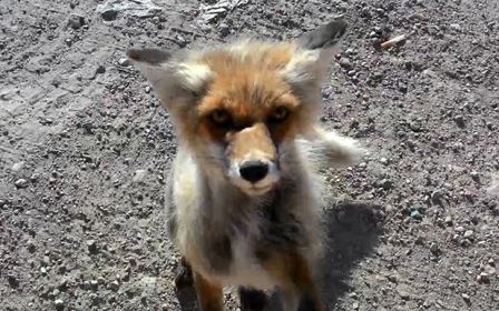 В Якутии объявилась хитрая лиса-попрошайка