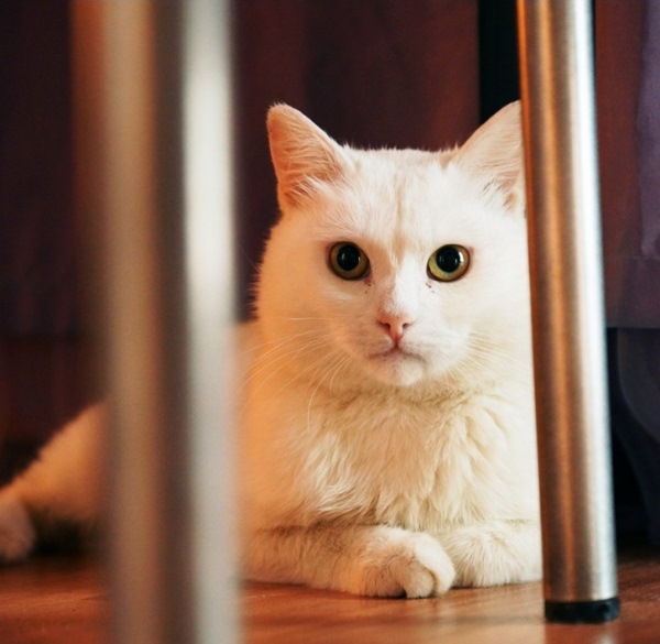 В Казани спасли кота с пулей в животе и двумя переломами, требуется передержка 
