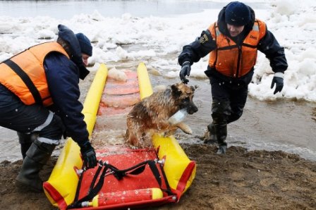 В Томске с плавающей льдины спасли собаку