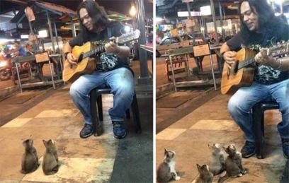 Читать Концерт для четырех котят