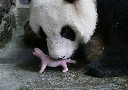 В Китае родился первый в этом году детеныш большой панды