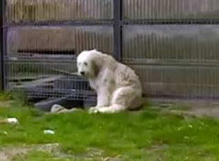 В Румынии верный пес 5 лет ждет умершего хозяина у пустого дома
