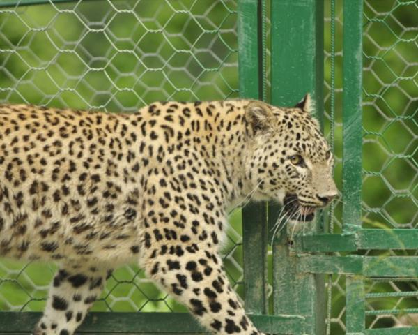 Читать В Новосибирский зоопарк из Сочи привезли редкого леопарда