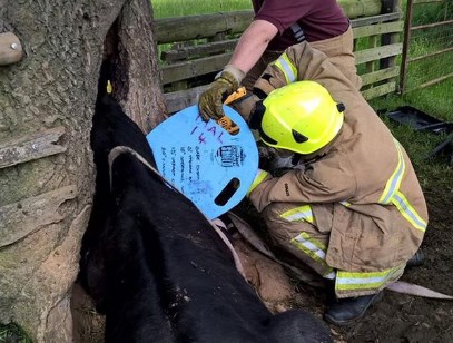 В Великобритании с помощью экскаватора вытаскивали корову из дупла дерева