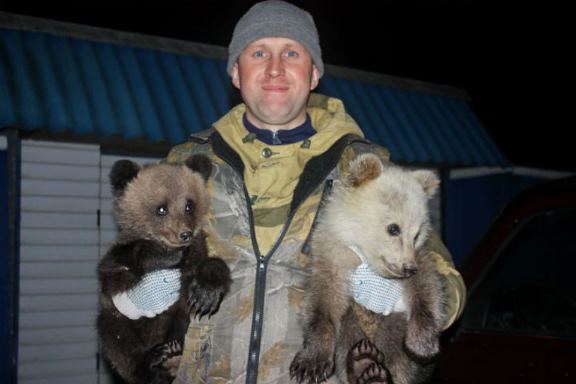 В Костромской области участковый спас двух медвежат от деревенских собак