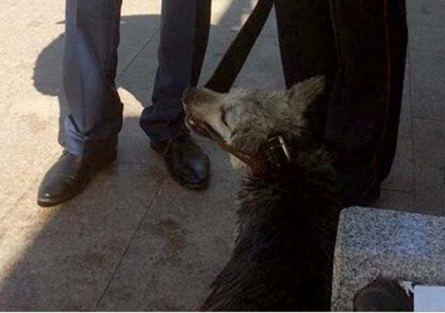 В Иркутске полицейский спас тонущую собаку