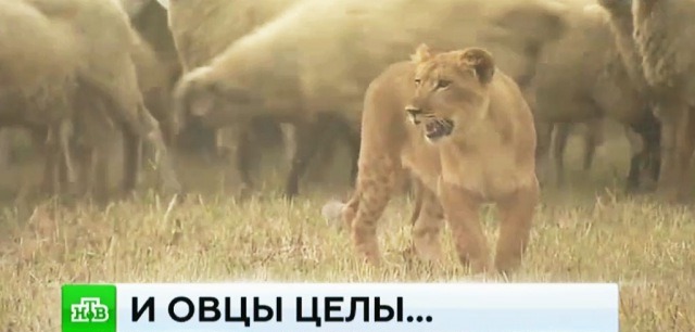 Читать В Дагестане появилась львица-пастух