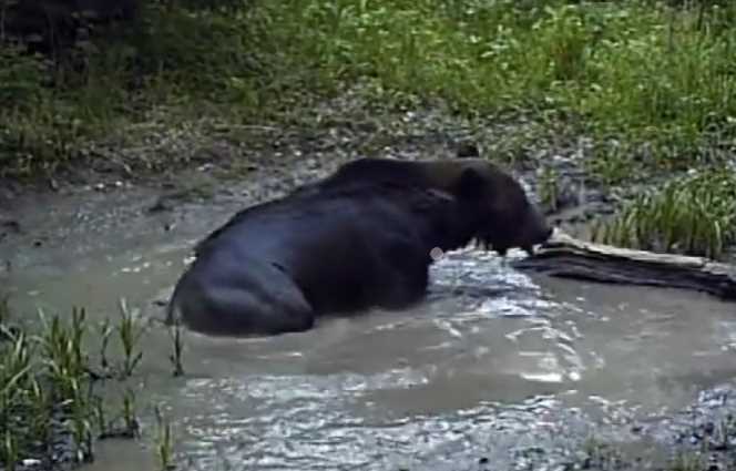 Читать В красноярском заповеднике «Столбы» медведи из-за жары купаются в лужах