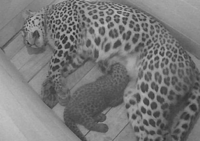 Читать В Сочи родились еще три детеныша переднеазиатского леопарда