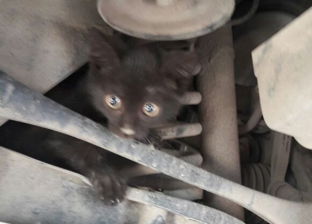 Читать В Ростовском автосервисе при осмотре BMW обнаружили живого котенка