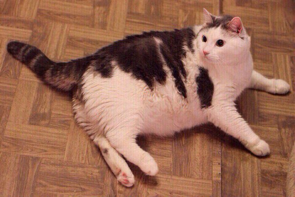 Читать В новосибирском приюте толстый кот Масик похудел ради шанса найти хозяев