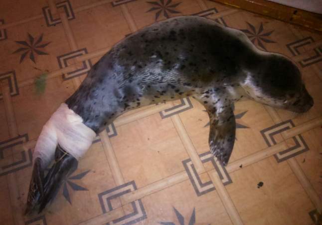 На Сахалине спасают детеныша тюленя, которого избили дети