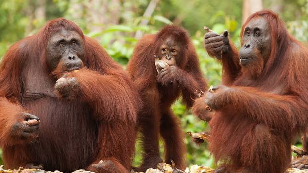Читать В Австралии выпустят видеоигры для орангутанов