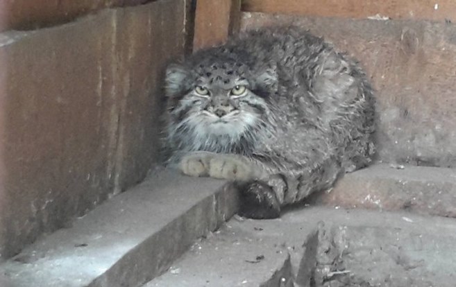 Читать В Киргизии спасают истощенного кота манула