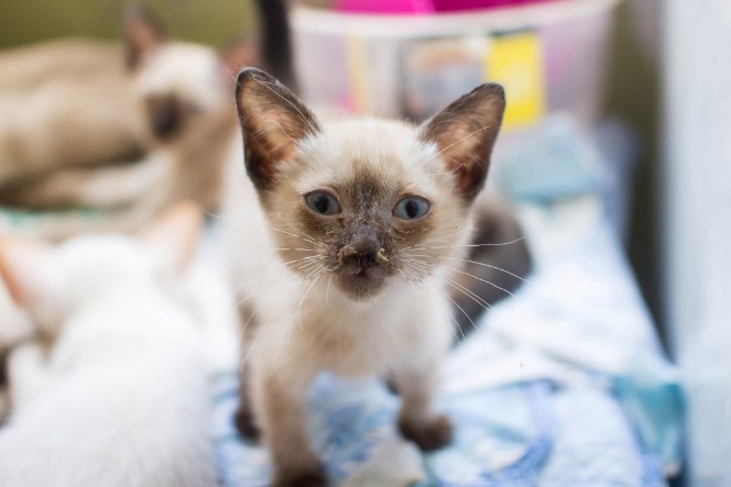 Читать Волонтеры спасли 50 тайских кошек, которых заводчица бросила на погибель