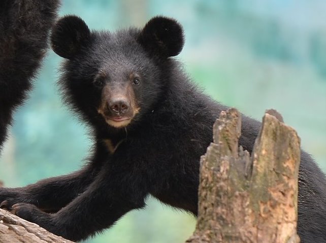 Читать В Ростовском зоопарке можно посмотреть на маленького гималайского медвежонка