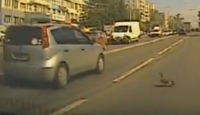 В Красноярске дорожный полицейский перекрыл магистраль, чтобы спасти утку с утенком