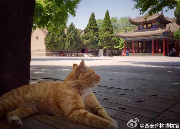Читать В Китае интернет-пользователи спасли кошек от выселения из музея