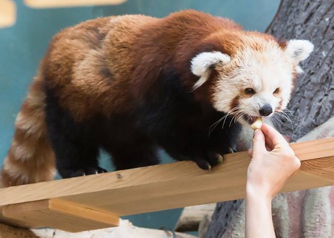 Читать Зейн и Рыжик - красные панды Московского зоопарка