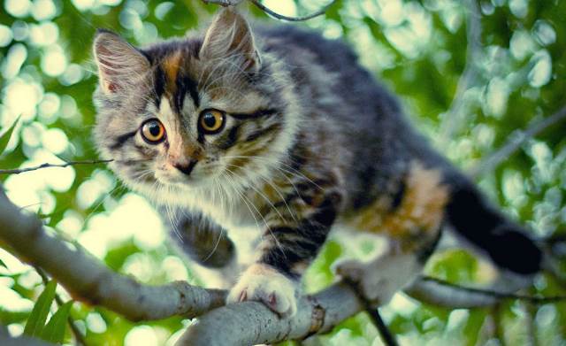 Читать В Казани спасли кошку, которая при падении насквозь напоролась на сук дерева