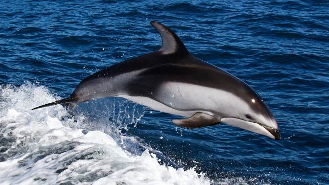 На Сахалине спасли белобокого дельфина, запутавшегося в водорослях