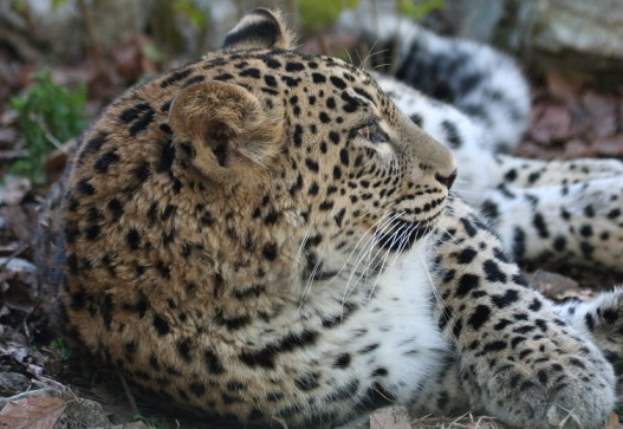Трех переднеазиатских леопардов скоро выпустят в Кавказский заповедник