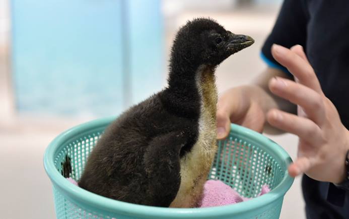 В Японии методом искусственного оплодотворения появился на свет птенец редкого пингвина