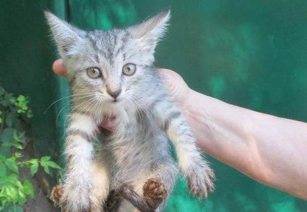 Читать В Воронеже спасли котенка, провалившегося в бетонный колодец