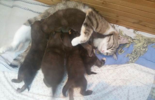 В Новосибирском зоопарке кошка выкормила пятерых... волчат