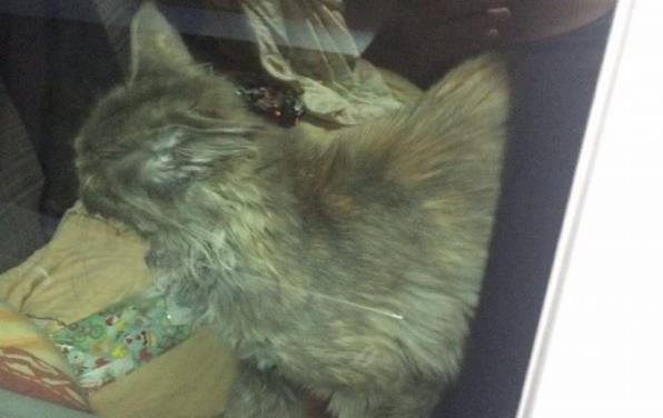В Кишиневе освободили кота, сидевшего в запертой машине несколько дней