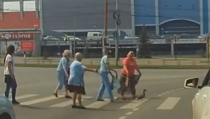 В Челябинске бабушки помогли уткам перейти дорогу