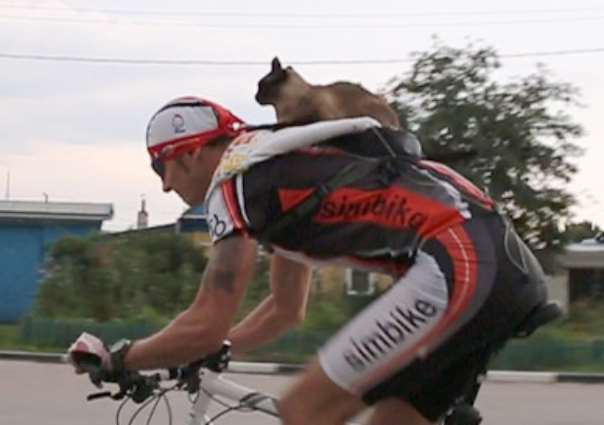 Читать В Ульяновске кот стал членом клуба велосипедистов