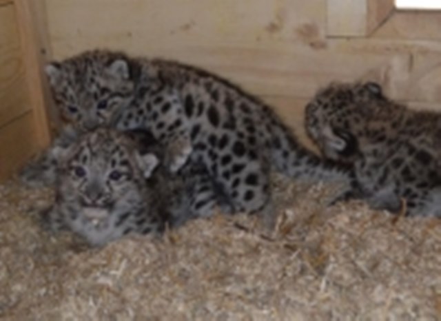 Читать В Пермском зоопарке родились три детеныша снежного барса