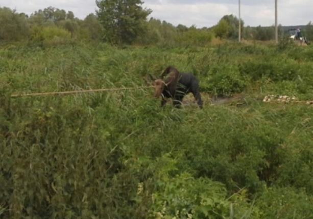 В Татарстане спасли застрявшего в иле лося