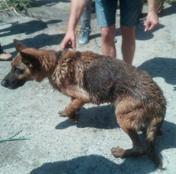 Читать В Ростове спасли собаку, которая две недели жила на маленьком островке