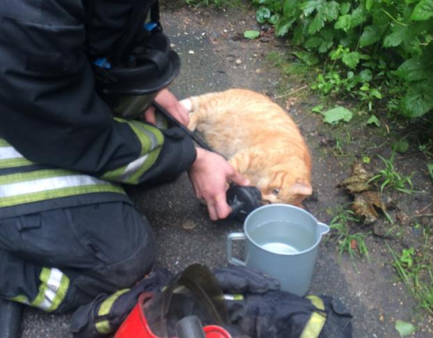 В Санкт-Петербурге пожарные спасли пострадавшего от угарного газа кота
