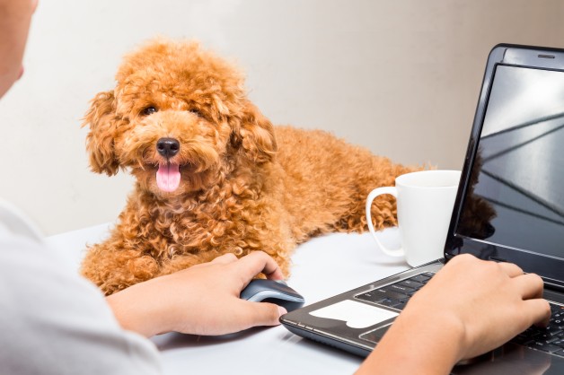 Читать В России скоро появятся первые офисы, куда можно будет приходить на работу с собаками